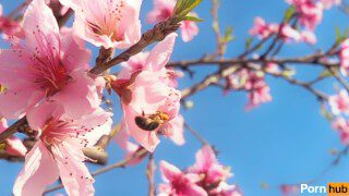 Interracial gay pollen heist gets rough